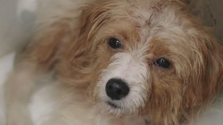 Cabot shelter takes in 25 dogs rescued from neglectful home