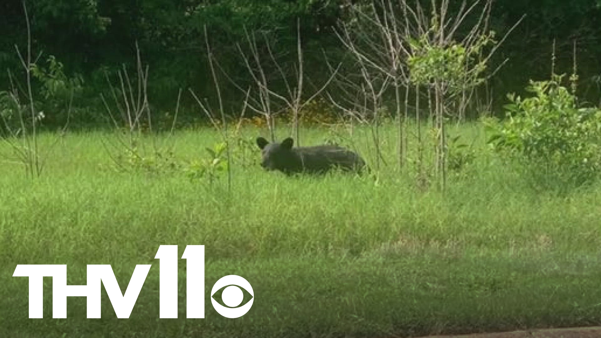 As bear sightings continue across Central Arkansas, officials with Arkansas Game and Fish are sharing tips on what to do if you were to encounter one.