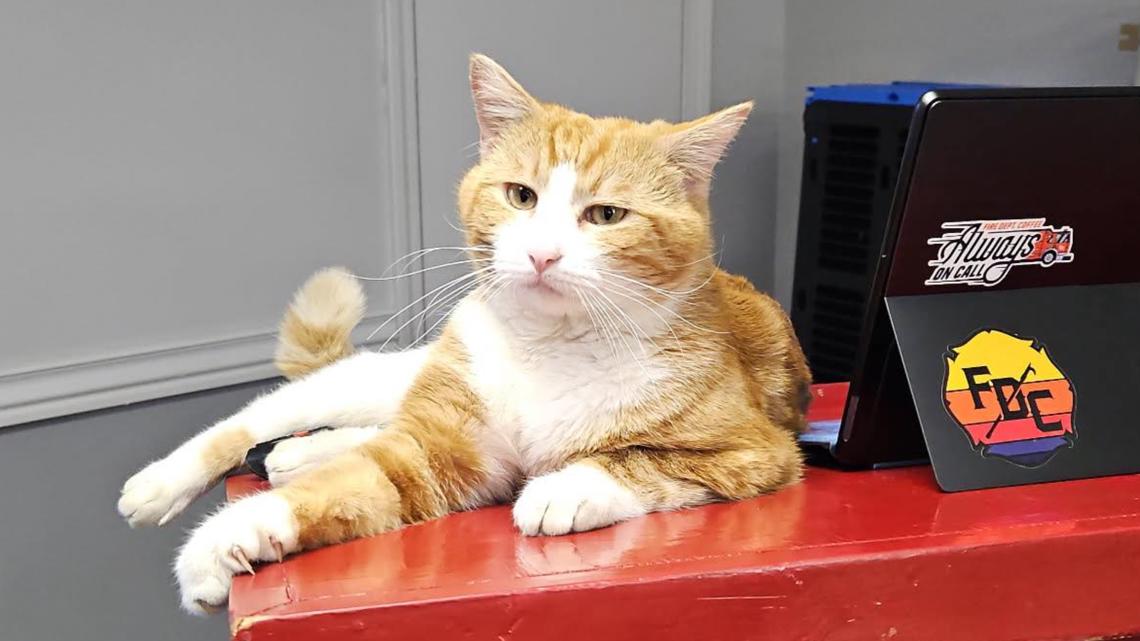 Meet Shamrock | The cat with a paws-on role at this Arkansas fire department