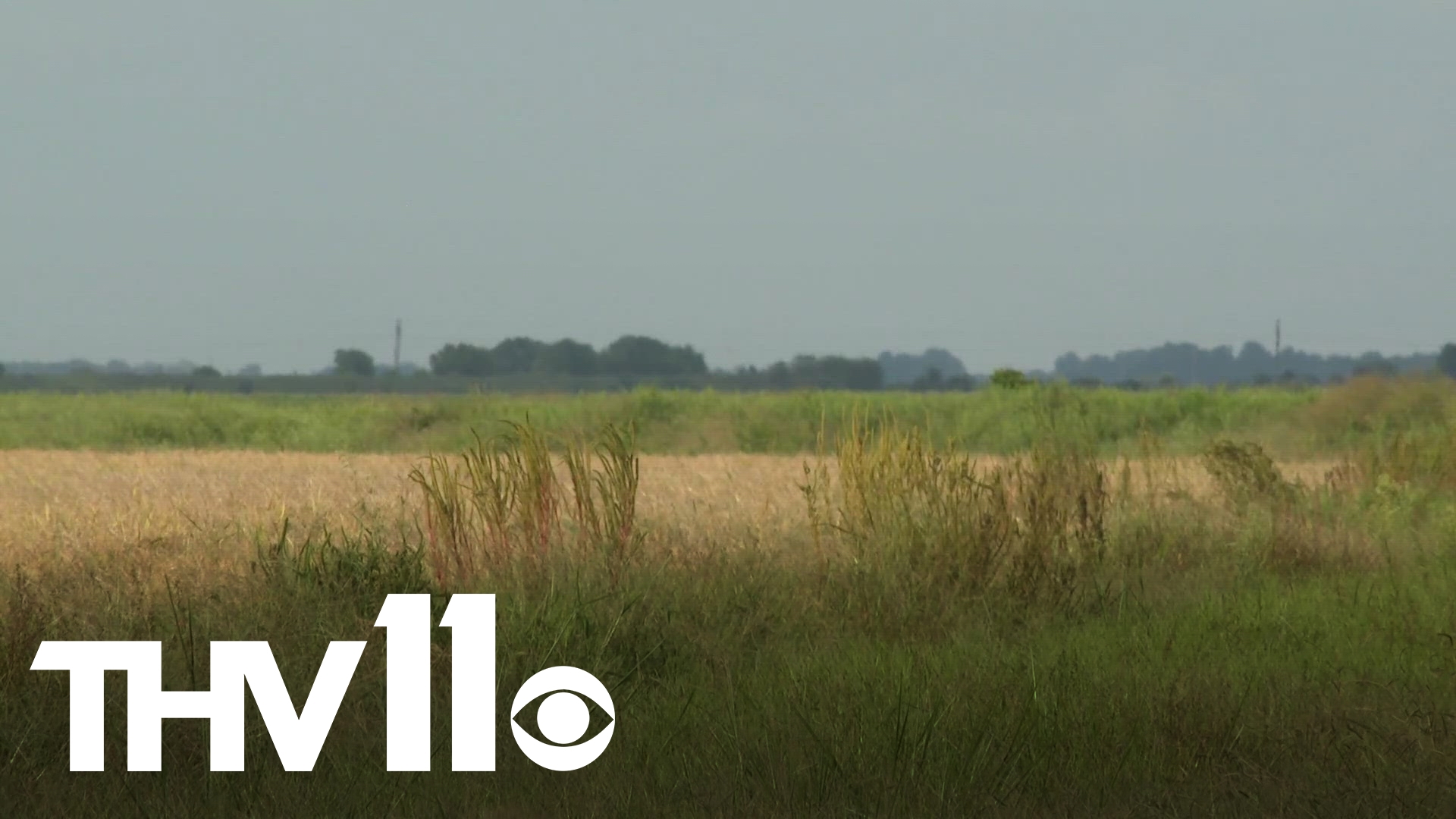 Rice and soybean farmers in east Arkansas were significantly impacted by Francine, with some reporting as much as 10 inches of rain.