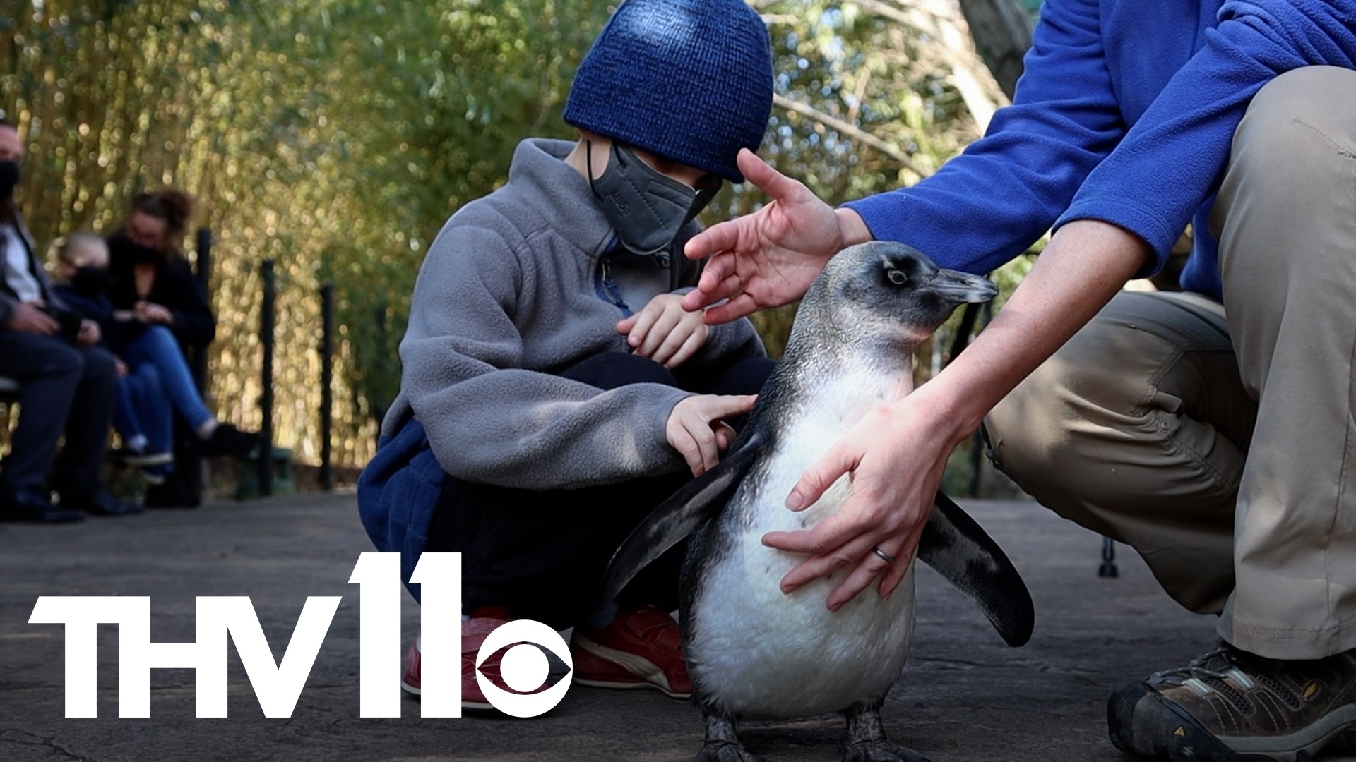 Say hello to Betty White! She is one of the newest penguins at the Little Rock Zoo and she is just as sweet as her namesake and may become an ambassador penguin!