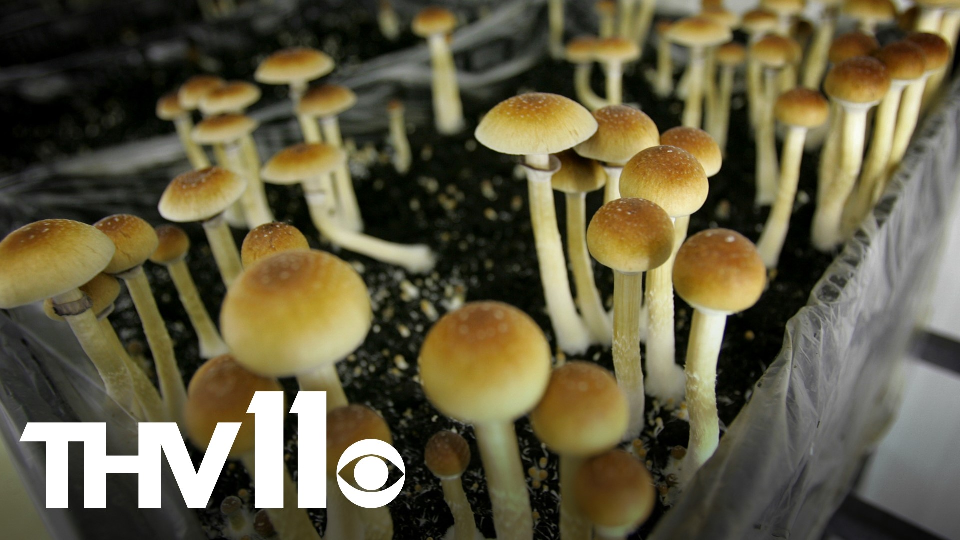 Therapists in Arkansas are looking into the use of psychedelics, like mushrooms and MDMA, to treat mental ailments.