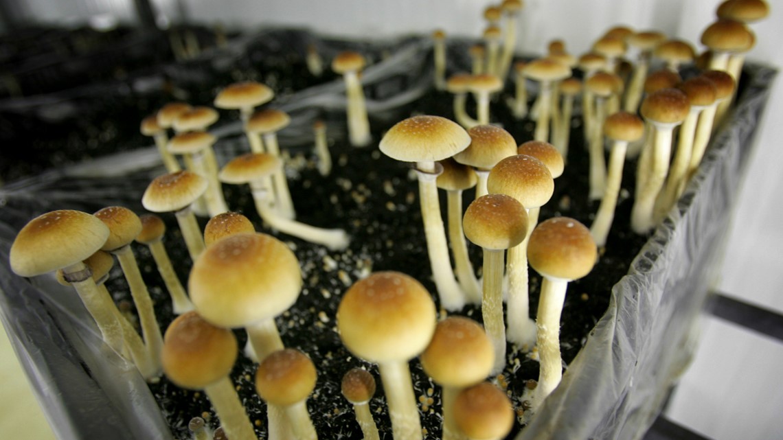 Magic mushrooms: Indiana's law - Vimarsana News