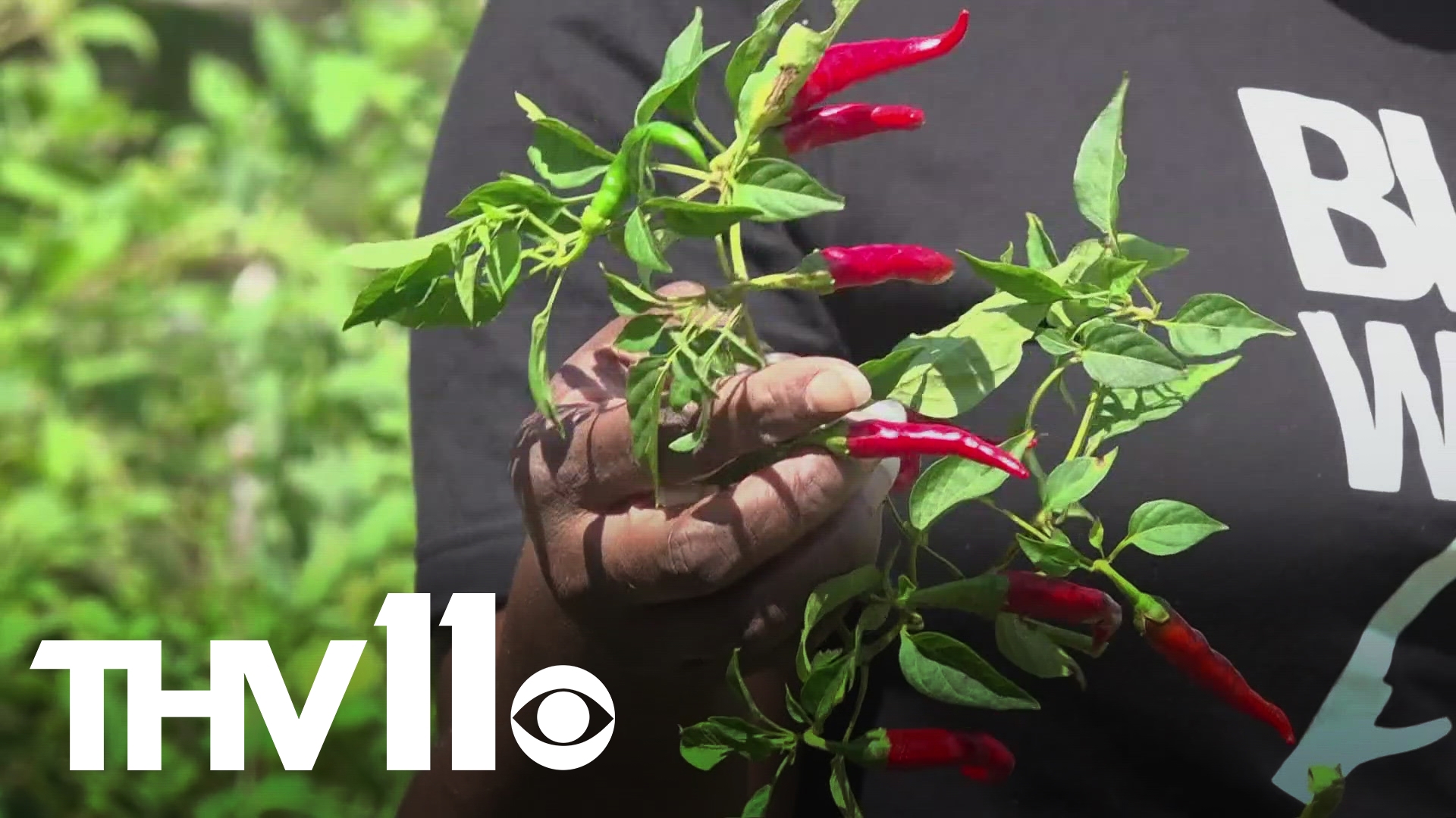 Arkansas farmers have long embraced organic practices, becoming a billion-dollar industry. Here’s why agriculture groups are now focusing on supporting minority farm