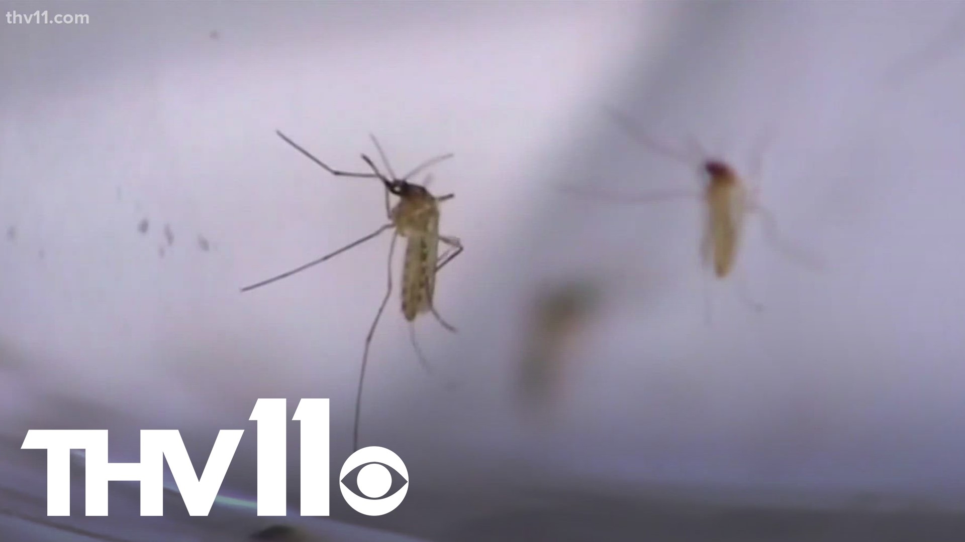 For the first time in years, cases of Malaria have been transmitted in the U.S., and now we're looking into what the risk of spread looks like in Arkansas.