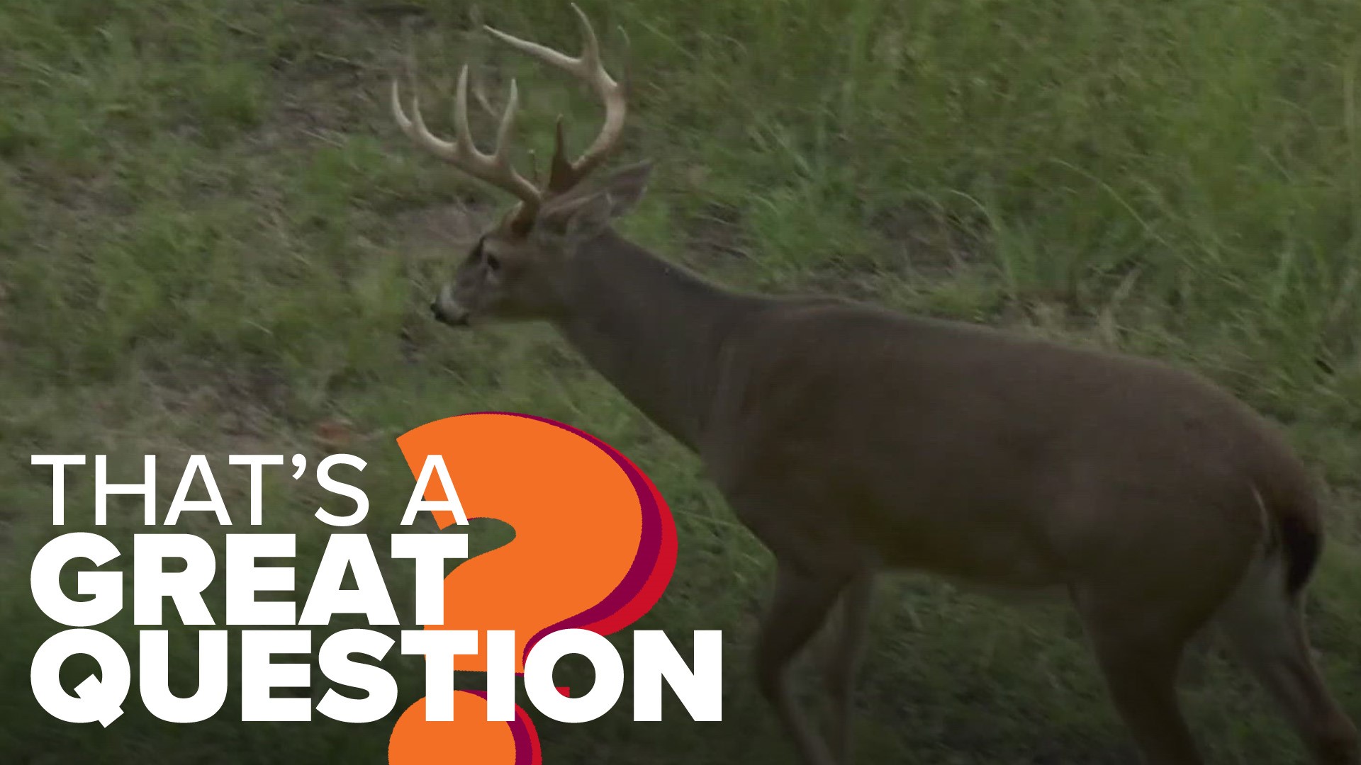 what-s-the-biggest-deer-killed-in-arkansas-that-s-a-great-ques