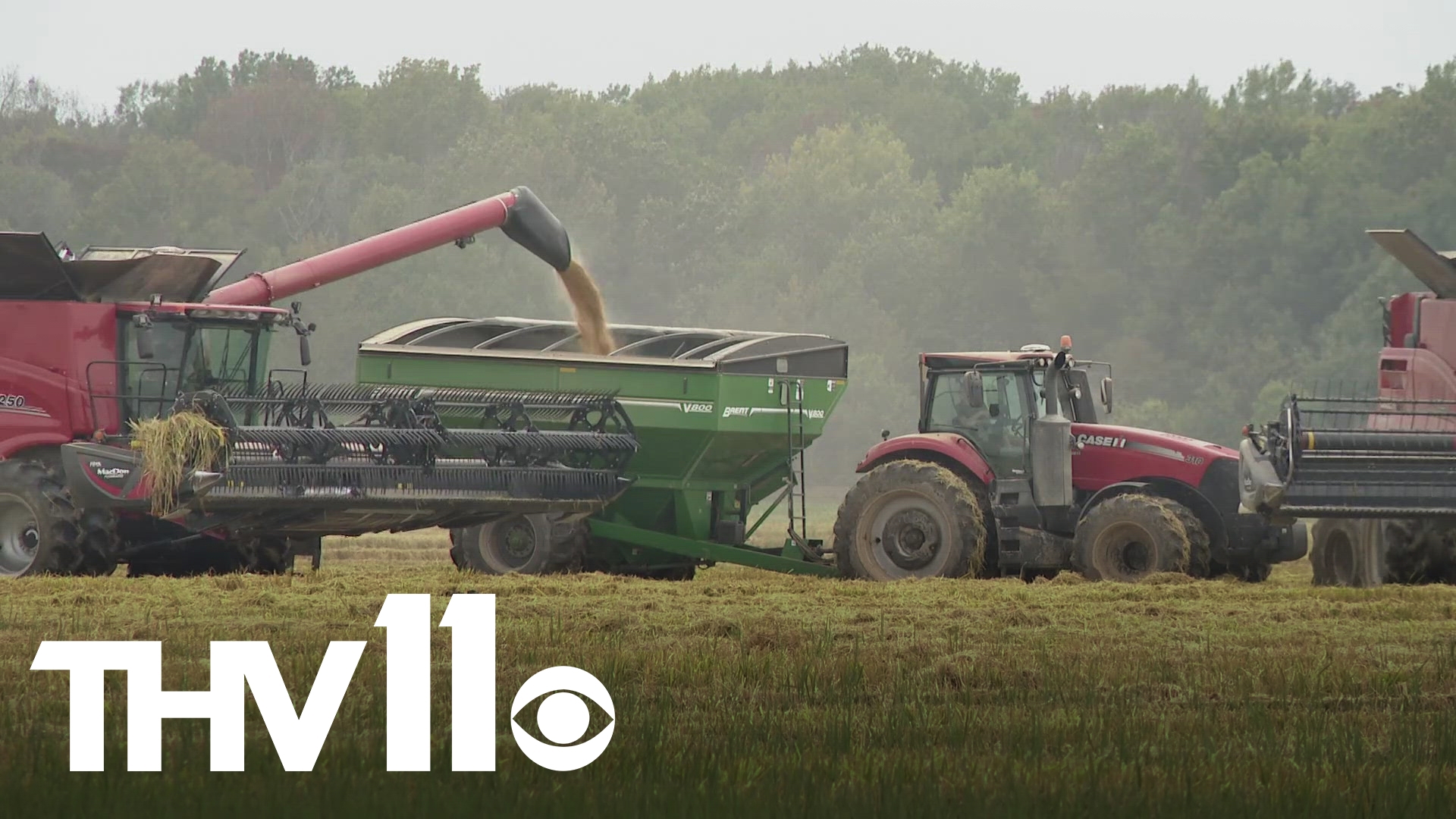 A significant grain producer, Arkansas faces tough challenges as weather threatens farmers with potential losses. Here’s how they’re preparing for the worst.