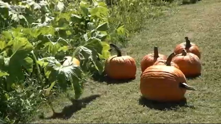 Pumpkin patches open despite record inflation, weather challenges