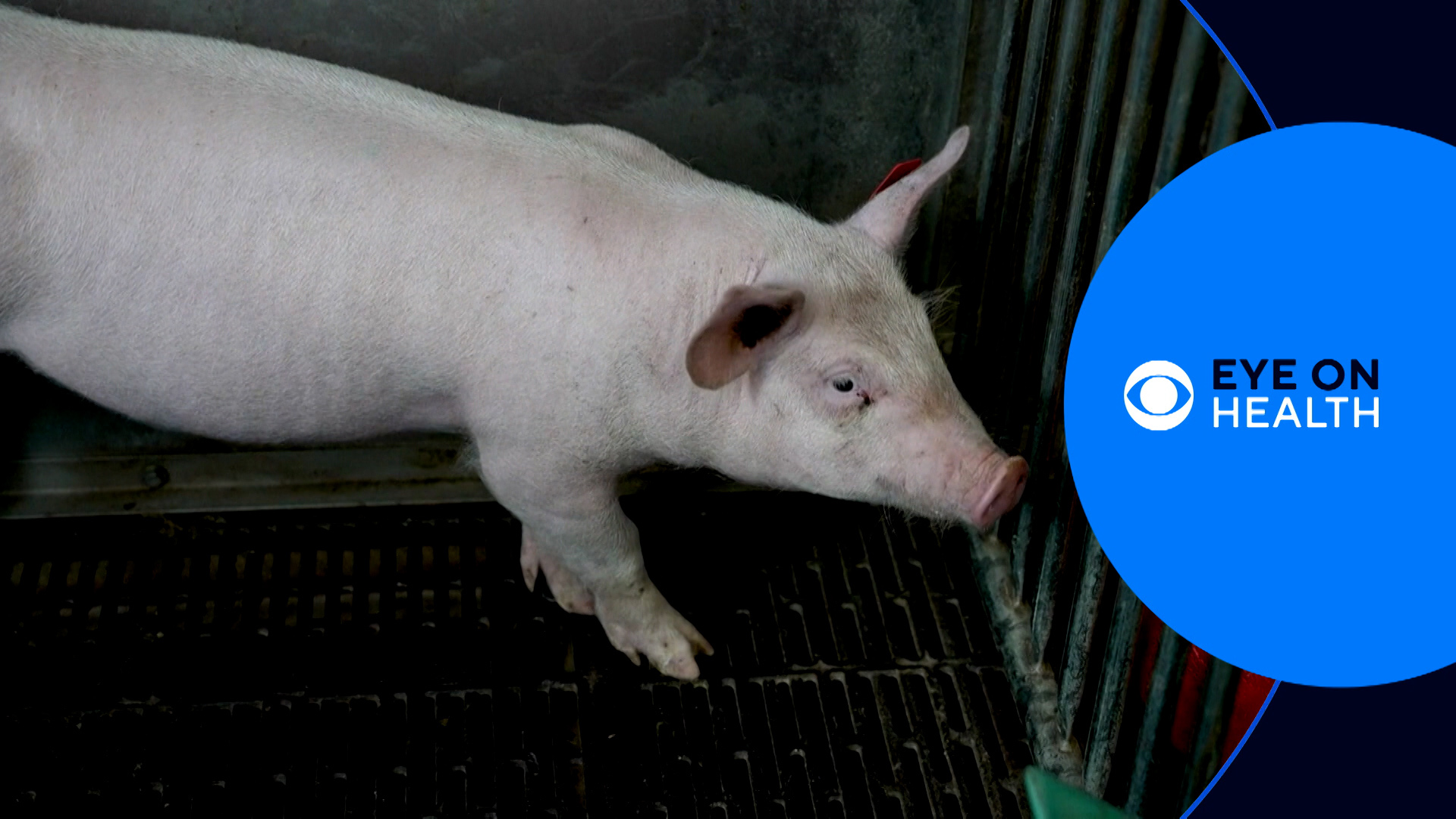 Pigs For Transplant & Medical Chatbots | Eye On Health | 10tv.com