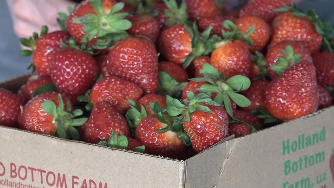 Arkansas farmers getting ready for strawberry season - Vimarsana News