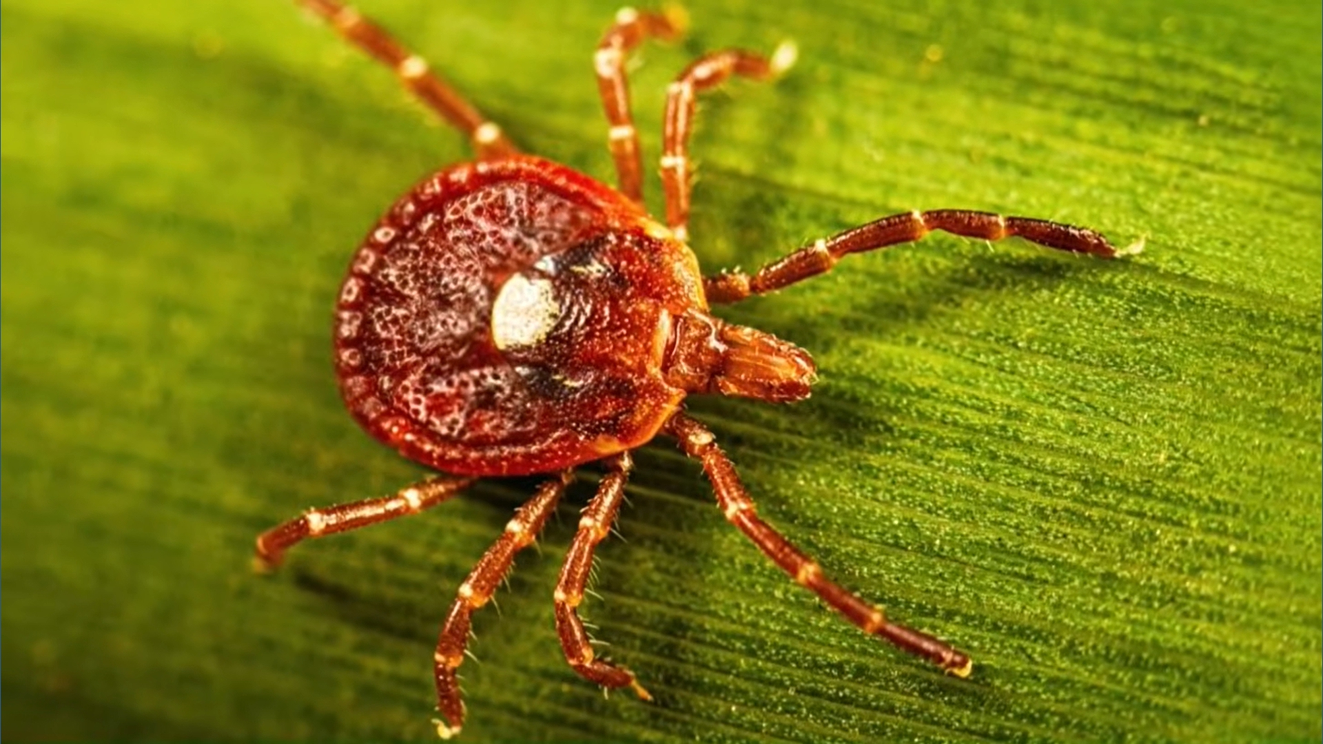 Arkansas health experts urge caution ahead of tick illness 'spike ...