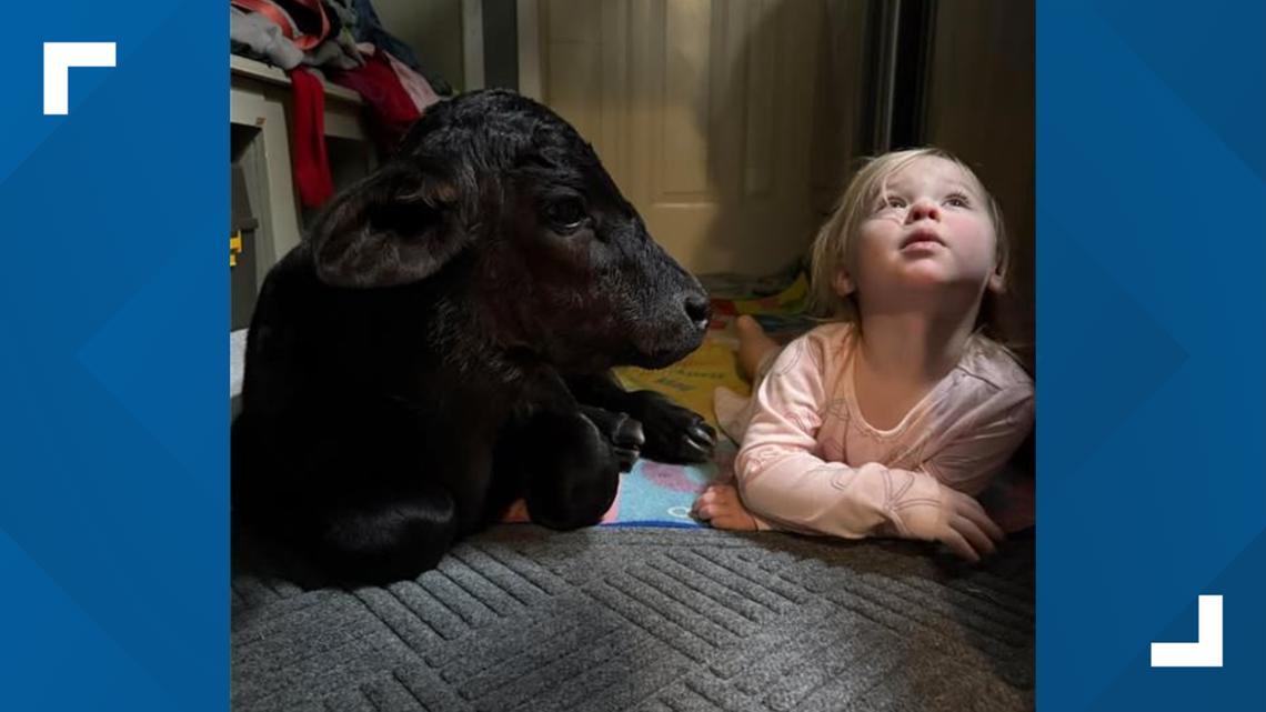 'Stormy the Calf' | Arkansas family welcomes baby cow during winter storm