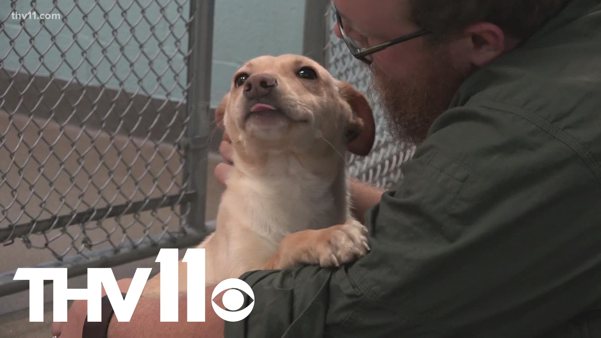 Many animals were adopted at the beginning of the pandemic. Now as people have returned to working full-time, animal shelters in Arkansas are at full capacity.