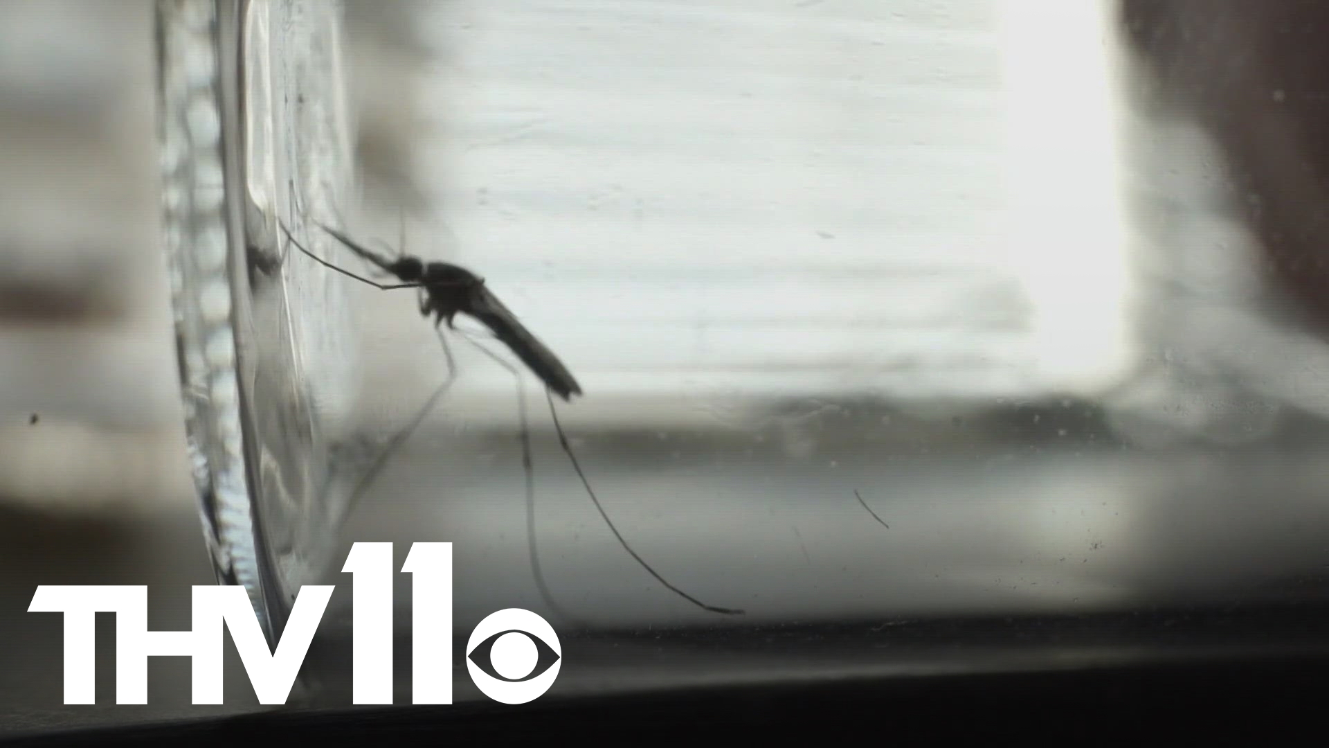 Health officials have confirmed two cases of West Nile virus in Arkansas this year. Here are the symptoms and how to stay safe.