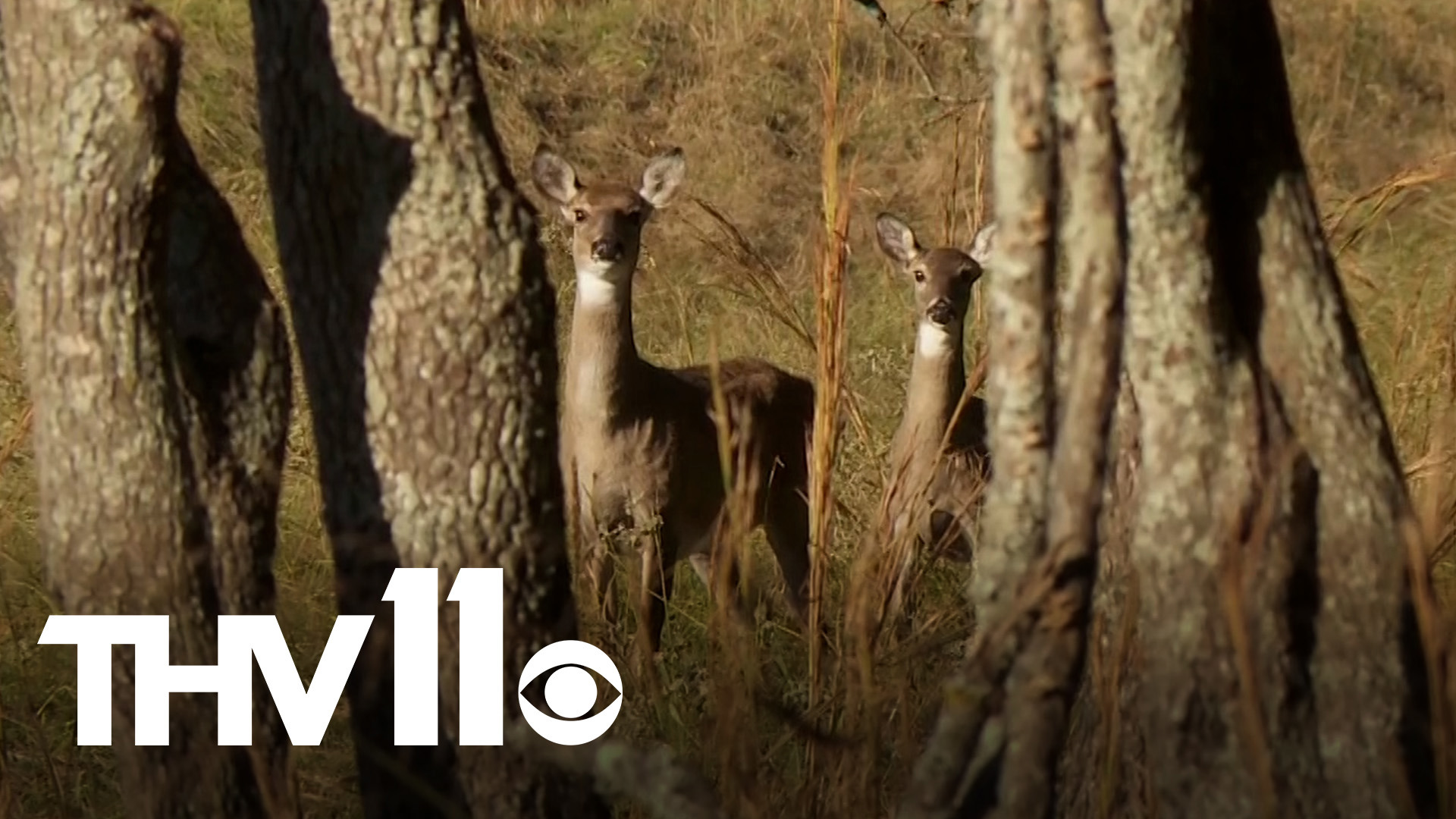 As the seasons change and the weather starts to cool down, it's time to keep an extra eye out for more wildlife crossing the road.