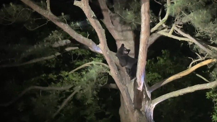 Watch this bear fall out of a neighborhood tree in Russellville