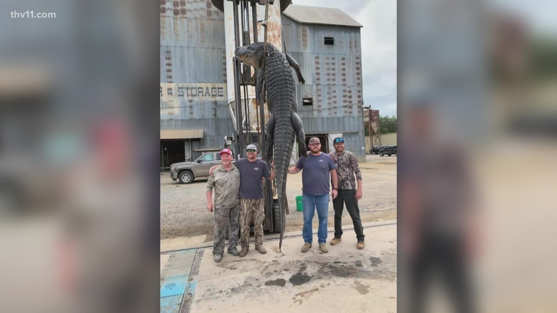 Four men have set a record for the biggest gator catch in Arkansas.
