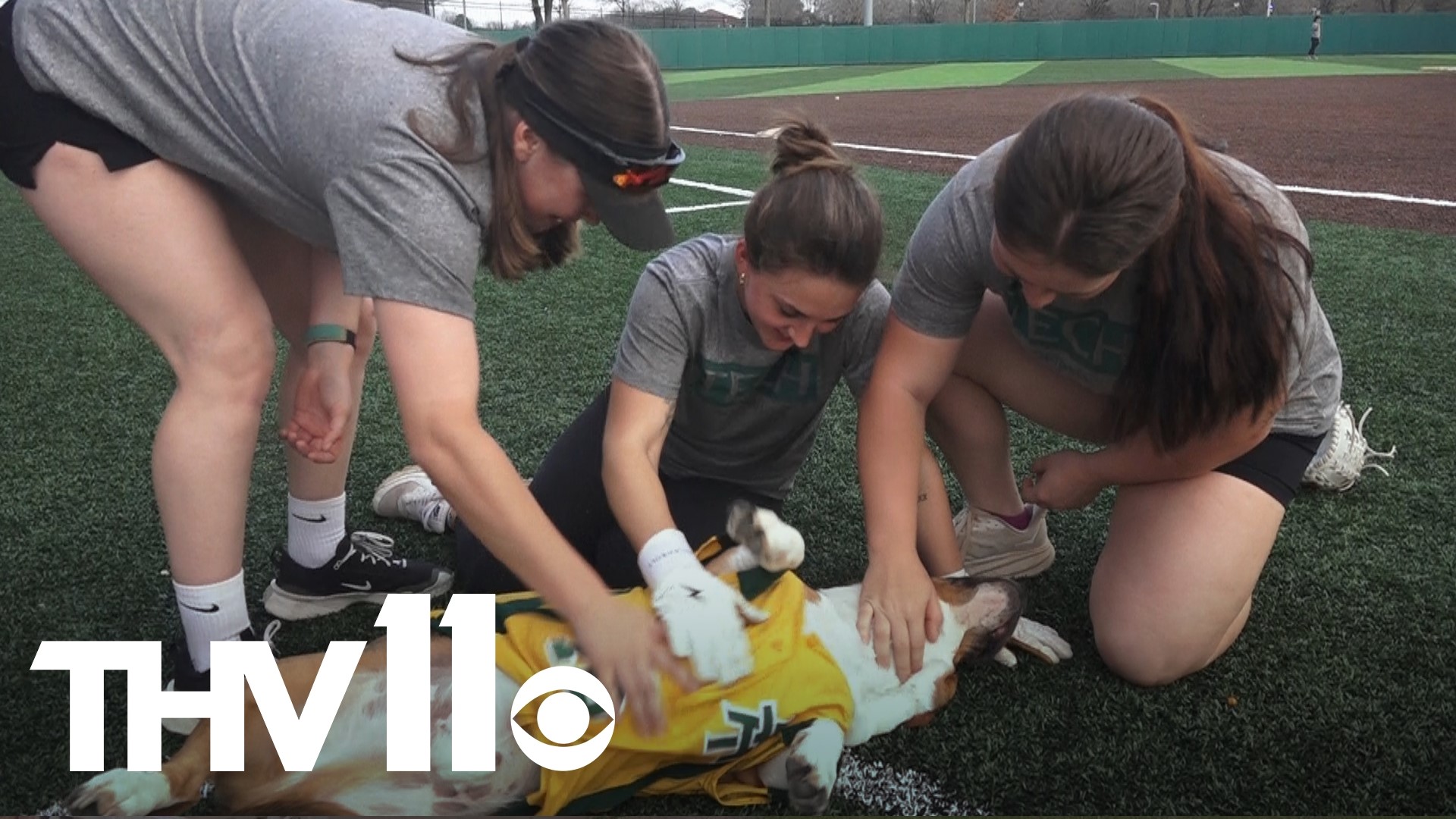 The Golden Suns have a dog named Mr. Wilson, who is listed on the official roster as a staff member. Meet the viral canine at Arkansas Tech University.