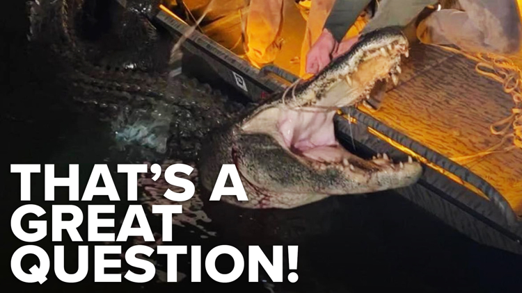 Alligator hunting & Daylight Saving Time | That's A Great Question Ep. 3