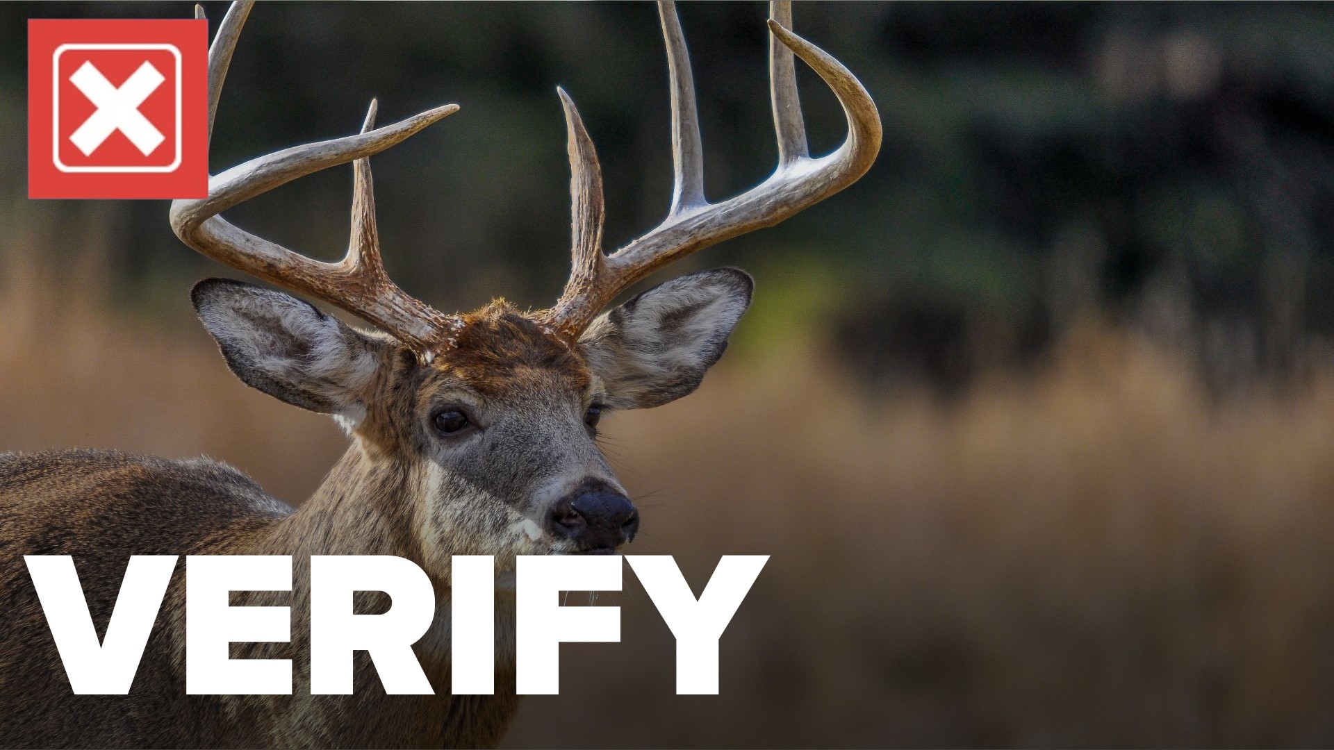 An NPR article suggested deer could carry SARS-CoV-2 and spread it to humans. We VERIFY.