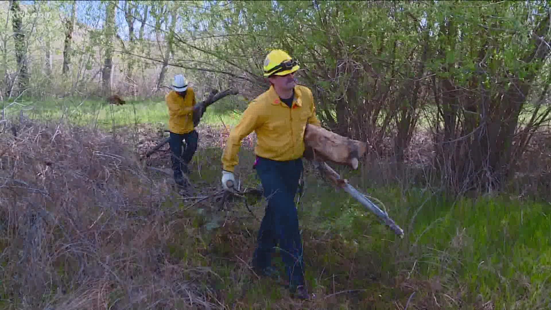 Boise Fire Department worked alongside Boise Parks and Recreation and the Audubon Society to remove the invasive Russian Olive tree from an east Boise park.