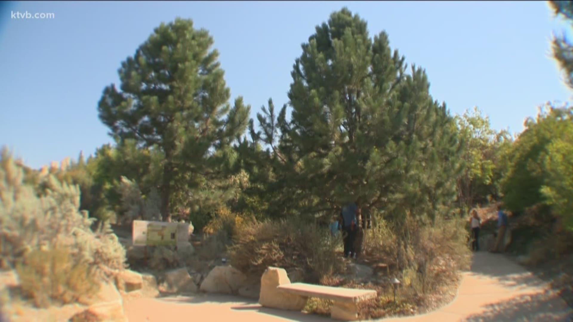 With near-record summer temperatures continuing in the Treasure Valley, it's hard to imagine that in mere months we will be in the throes of the winter holiday season. But the Idaho Botanical Garden in Boise is getting ready ... waaaay before December.
