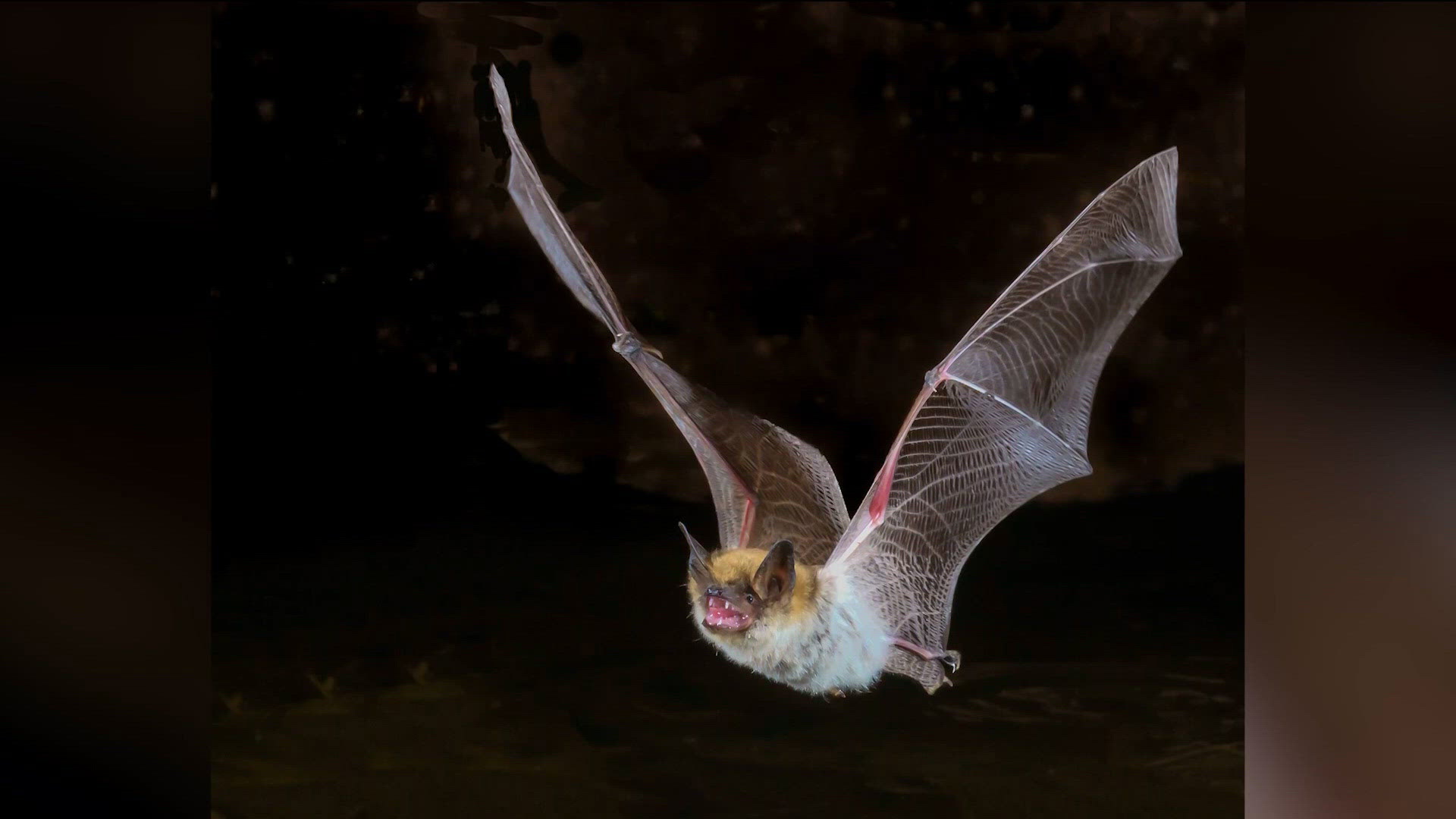 Rabid bat found in Macomb home