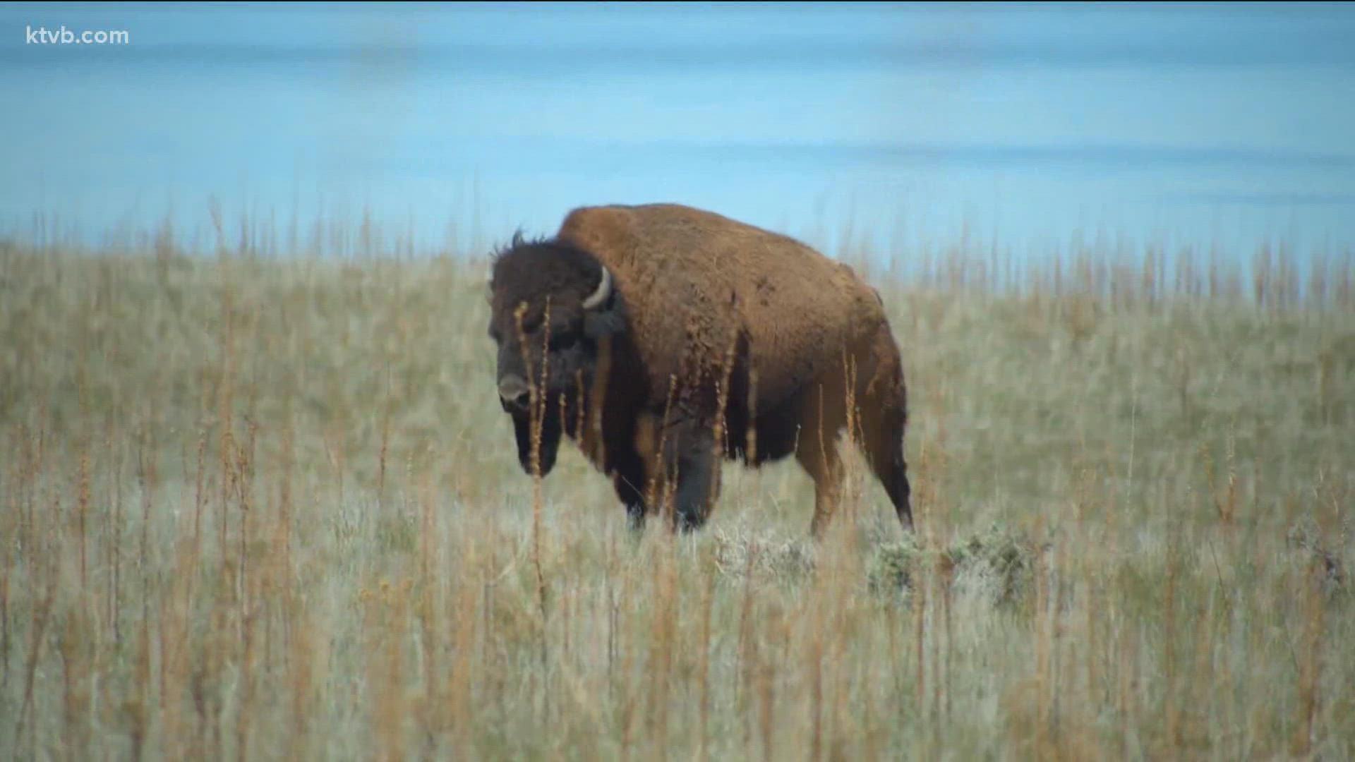A woman was hospitalized after she was gored and launched 10 feet into the air by a bison in Yellowstone National Park.