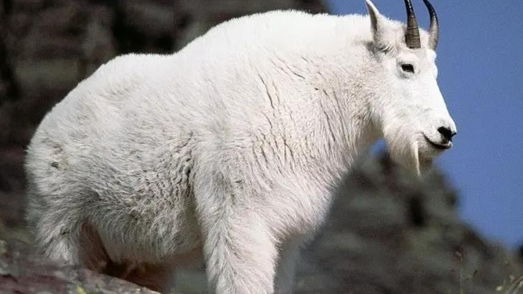 Baaaad news, aggressive goats not kidding around on an Oregon river