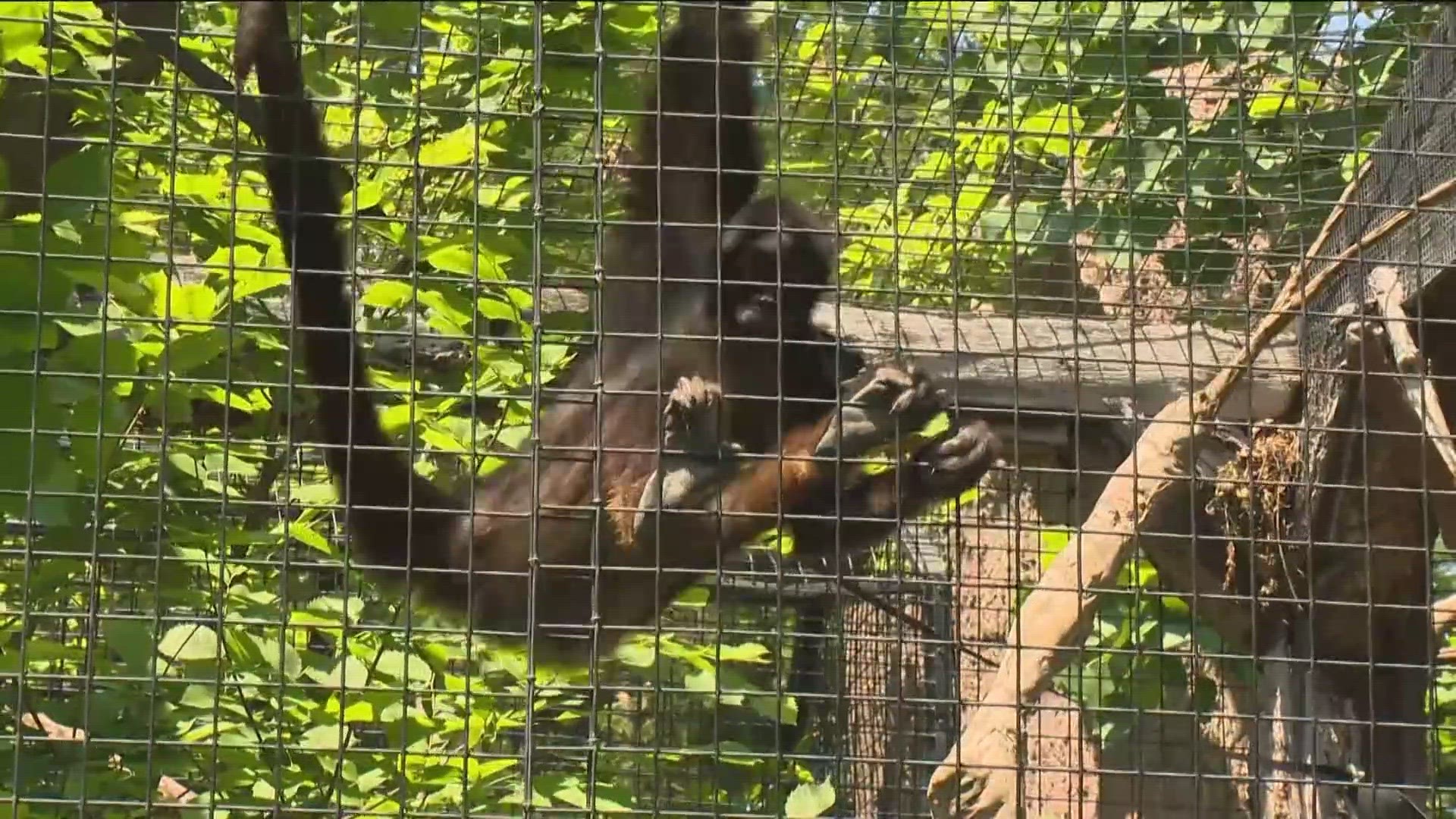 At 62 years old, Elvis is still swinging around at Zoo Boise!