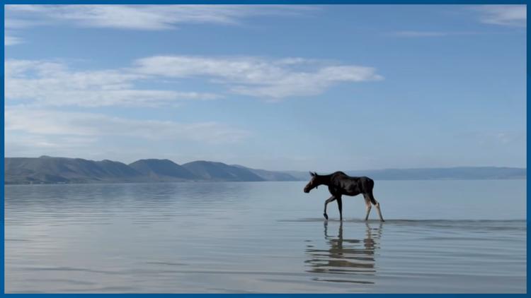 Moose's beach vacation cut short, he didn't pay the park entrance fee