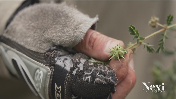 Goathead Greg cleans up Denver trails