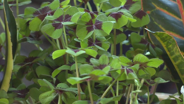 Peas thrive in cool weather: Plant by March for success