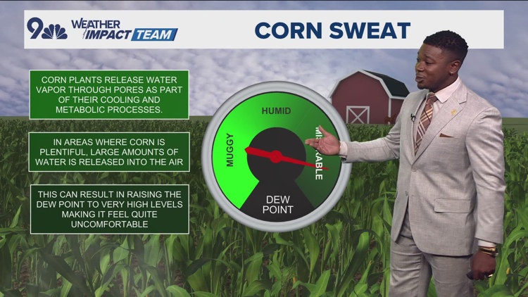 Corn sweat causing more humidity