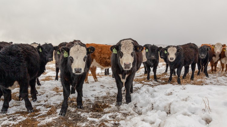 How Colorado ranchers prepare for a blizzard