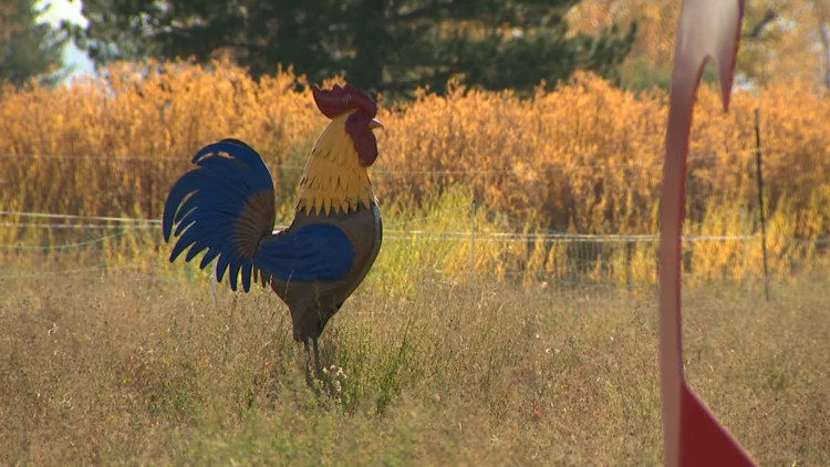 Stolen 6-foot rooster statue returns to Colorado farm after 5 years away