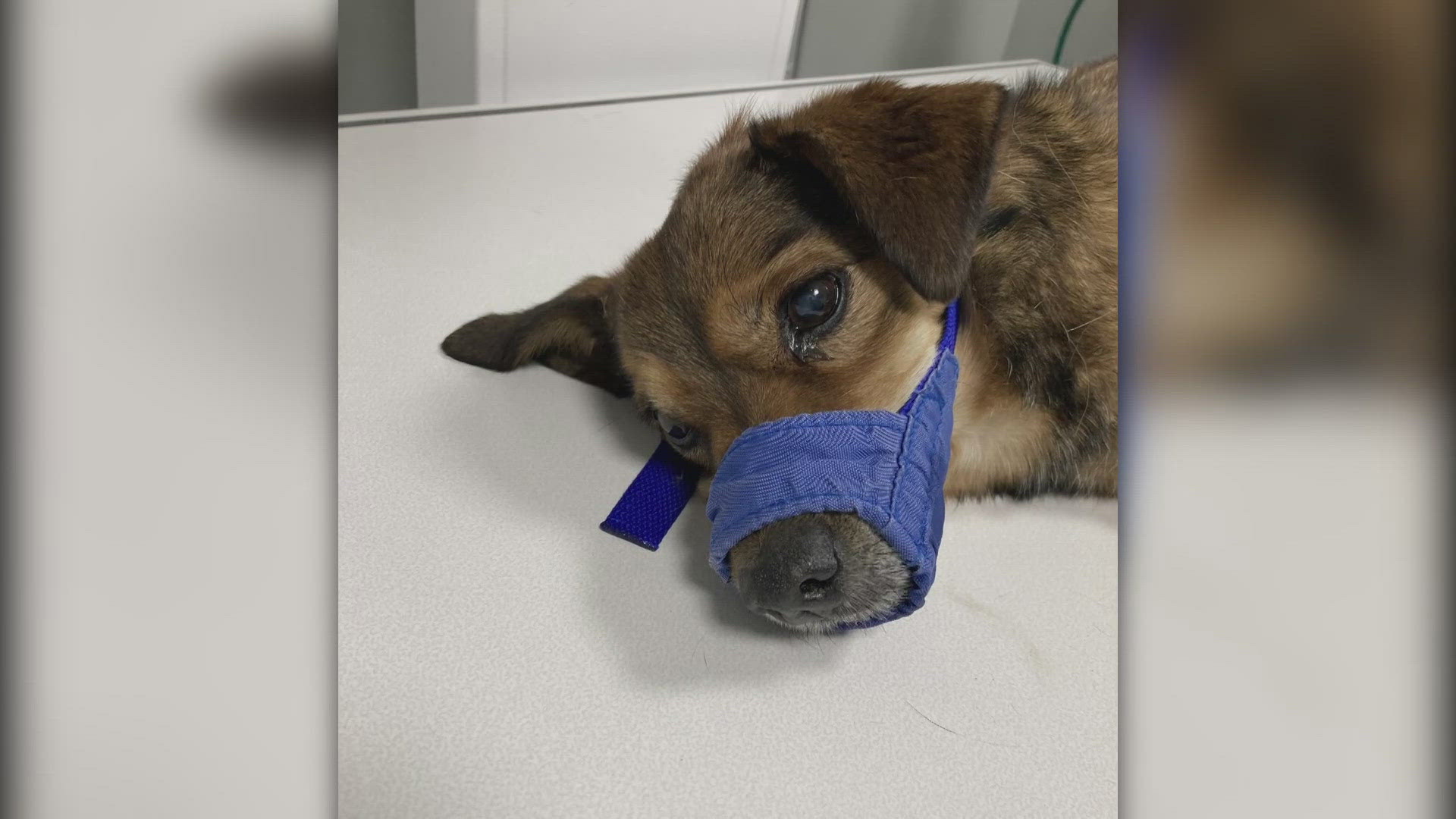 Police are looking for suspects after a dog was thrown out of a moving car, breaking his spine and leading to his euthanization.