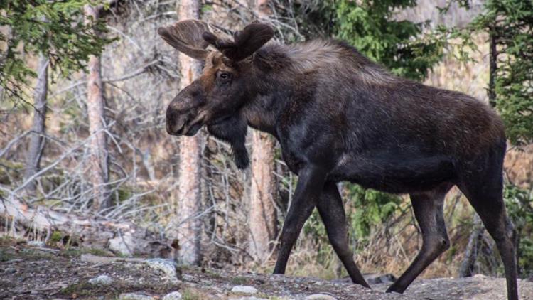 Moose attacks hunter in Colorado after he tries to shoot it with arrow