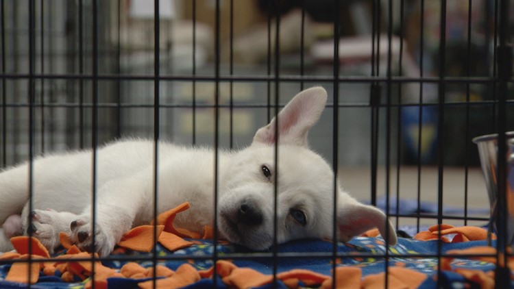 Animal shelter relinquishes PACFA license after it was suspended in February