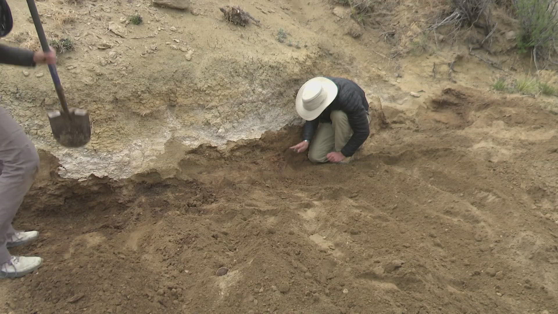 The researchers named the mammal Militocodon lydae in honor of two extraordinary contributors to the Corral Bluffs project.