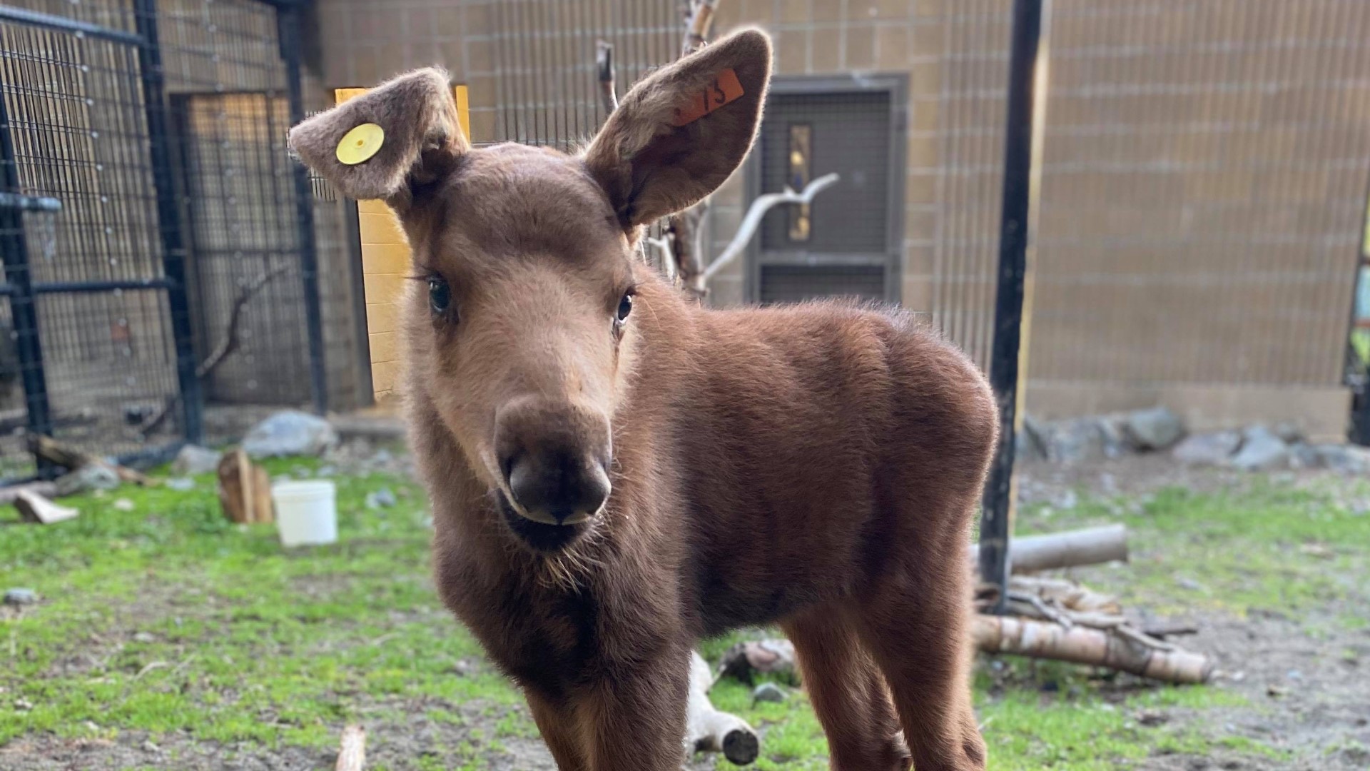 Orphaned 8-week-old Alaska Moose makes journey to new home at Cheyenne Mountain Zoo in Colorado Springs, Colo.
