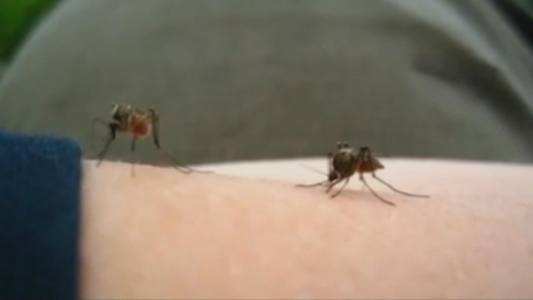 80-year-old Weld County resident dies after West Nile infection