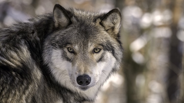 Tidak ada serigala yang ditemukan di daerah di mana ternak mati, kata CPW
