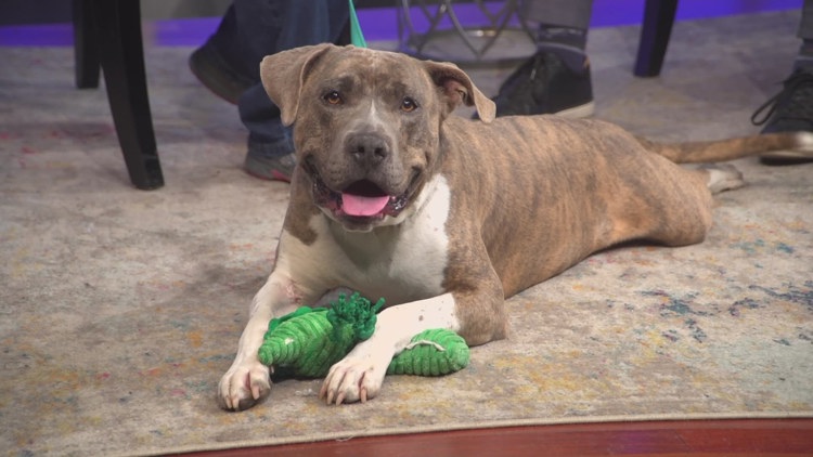 Meet Galo: Sweet 5-year-old dog ready for adoption in Longmont