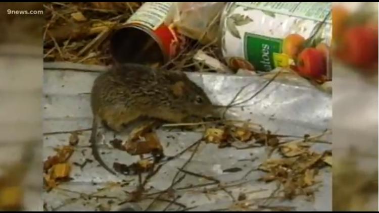 What is hantavirus and is it in Colorado?