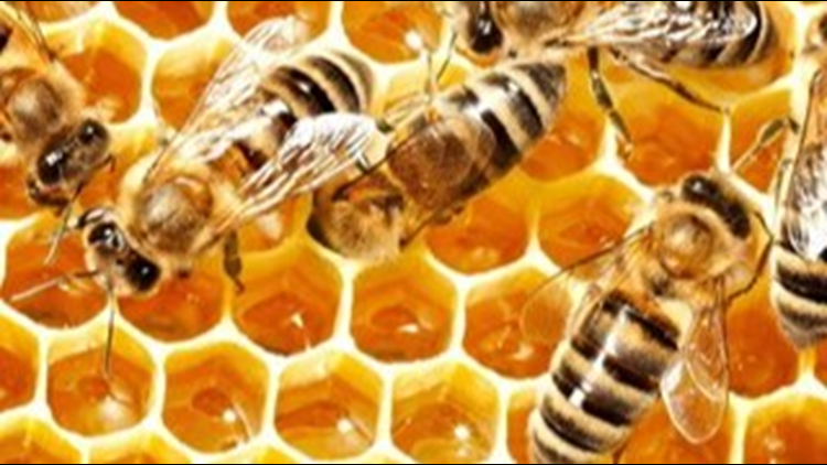 Honeybees pollinate soybeans better than the plant itself, ISU study finds