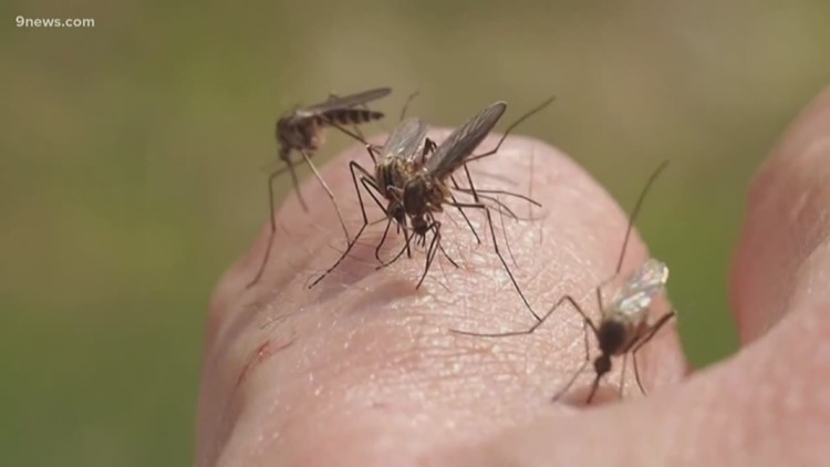 Denver records first West Nile virus case for 2024