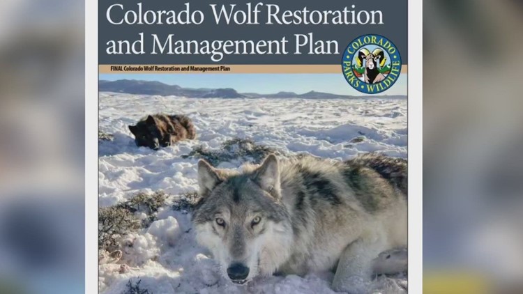 Rencana reintroduksi serigala Colorado selesai