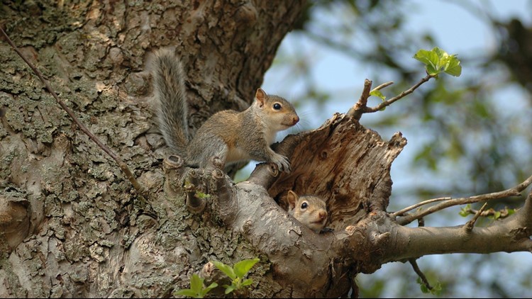 Boulder police search for person shooting squirrels with darts