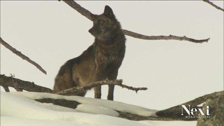 Evidence of second wolfpack emerging in Colorado's North Park area near Walden